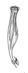 Orthotrichum assimile, capsule, dry.
 Image: R.C. Wagstaff © All rights reserved. Redrawn with permission from Lewinsky (1984). 